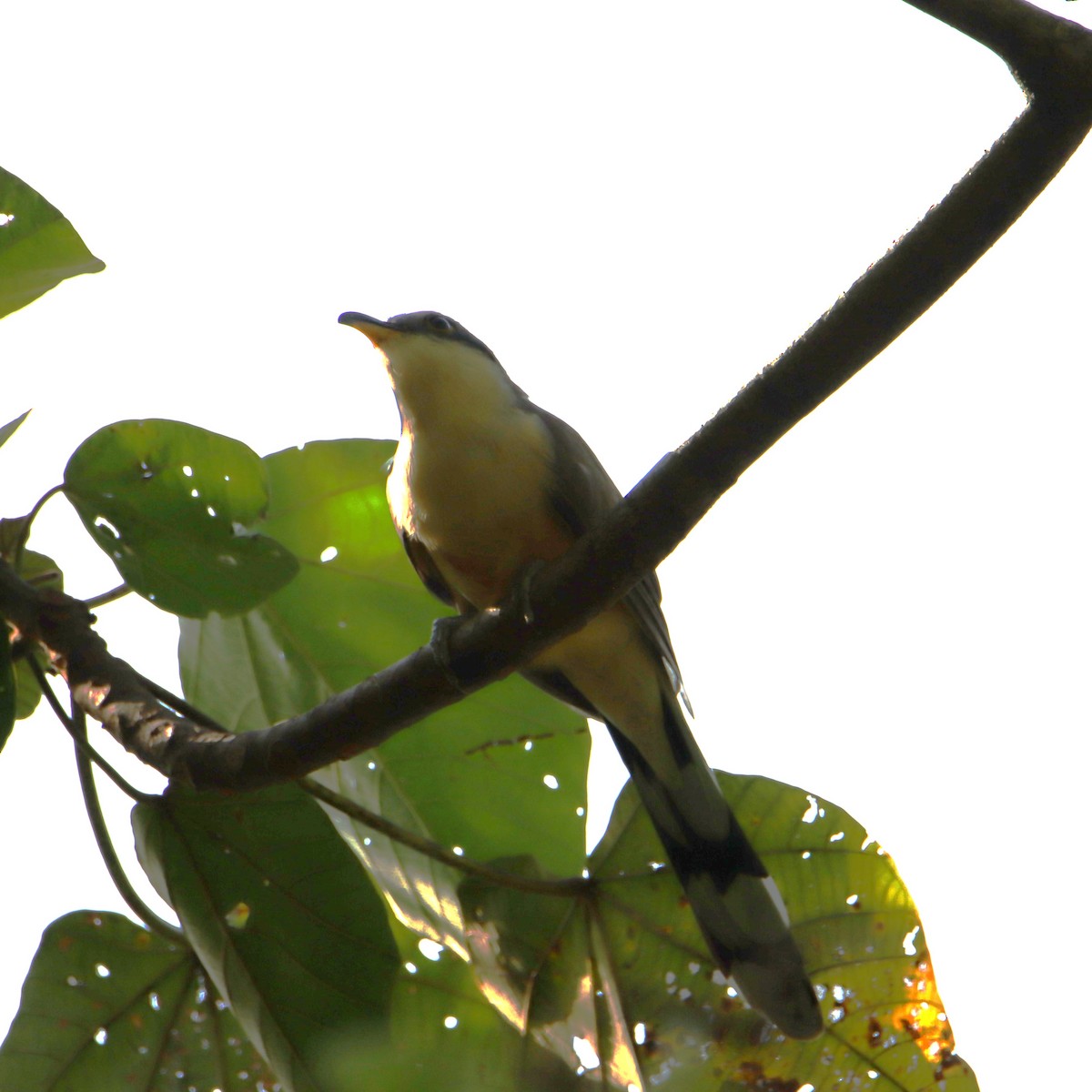 Cuclillo de Manglar - ML652152025