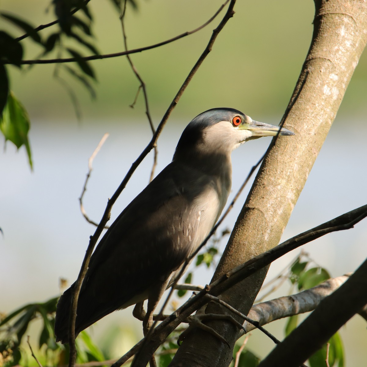 Martinete Común - ML652152048