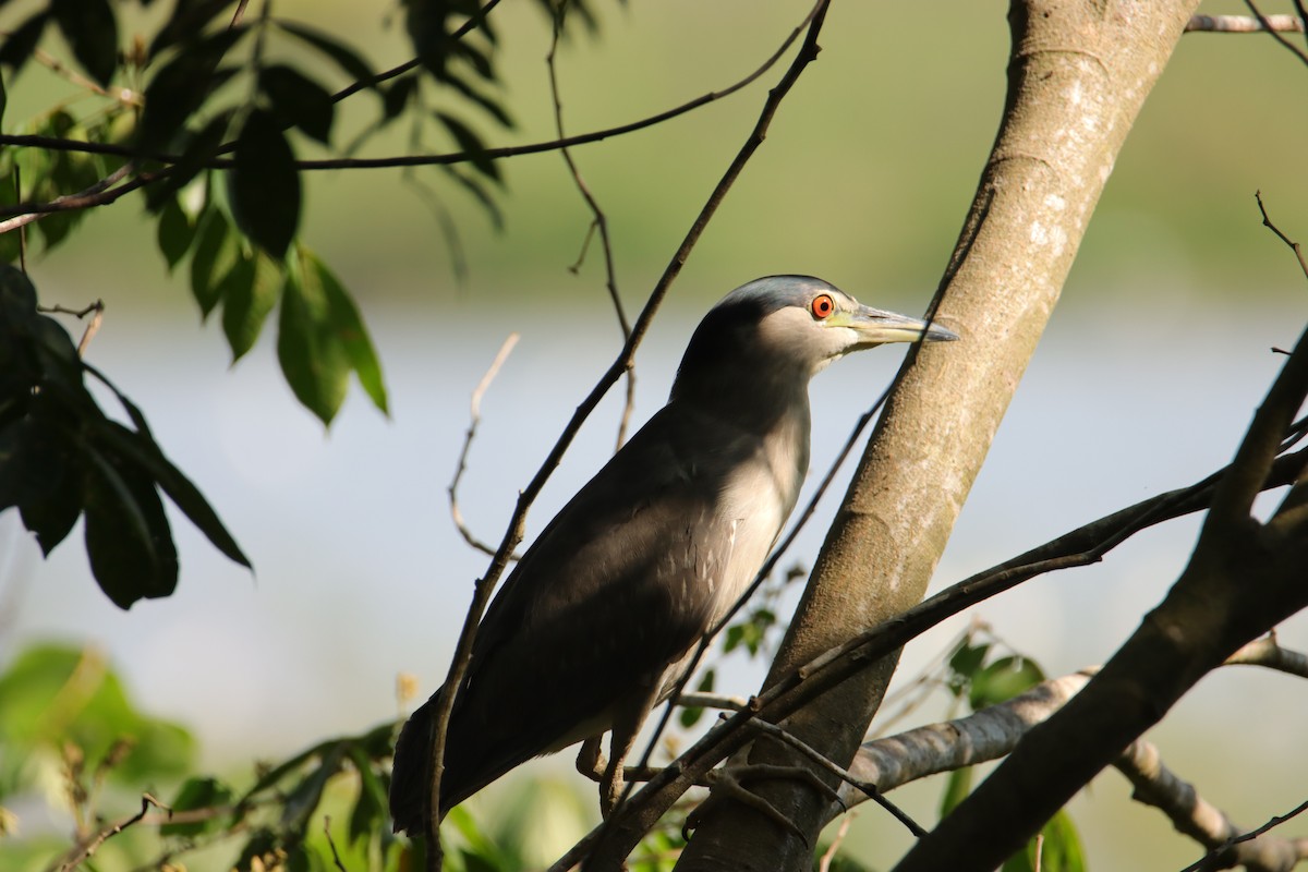 Martinete Común - ML652152049