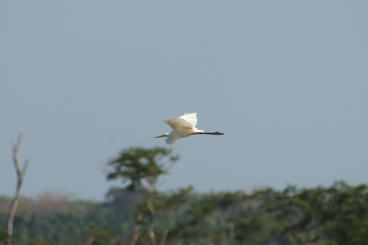 Garceta Grande - ML652152066