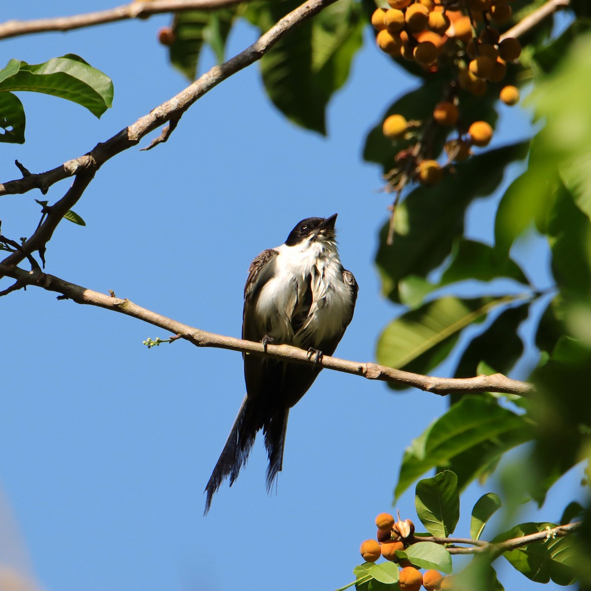 Tijereta Sabanera - ML652152082