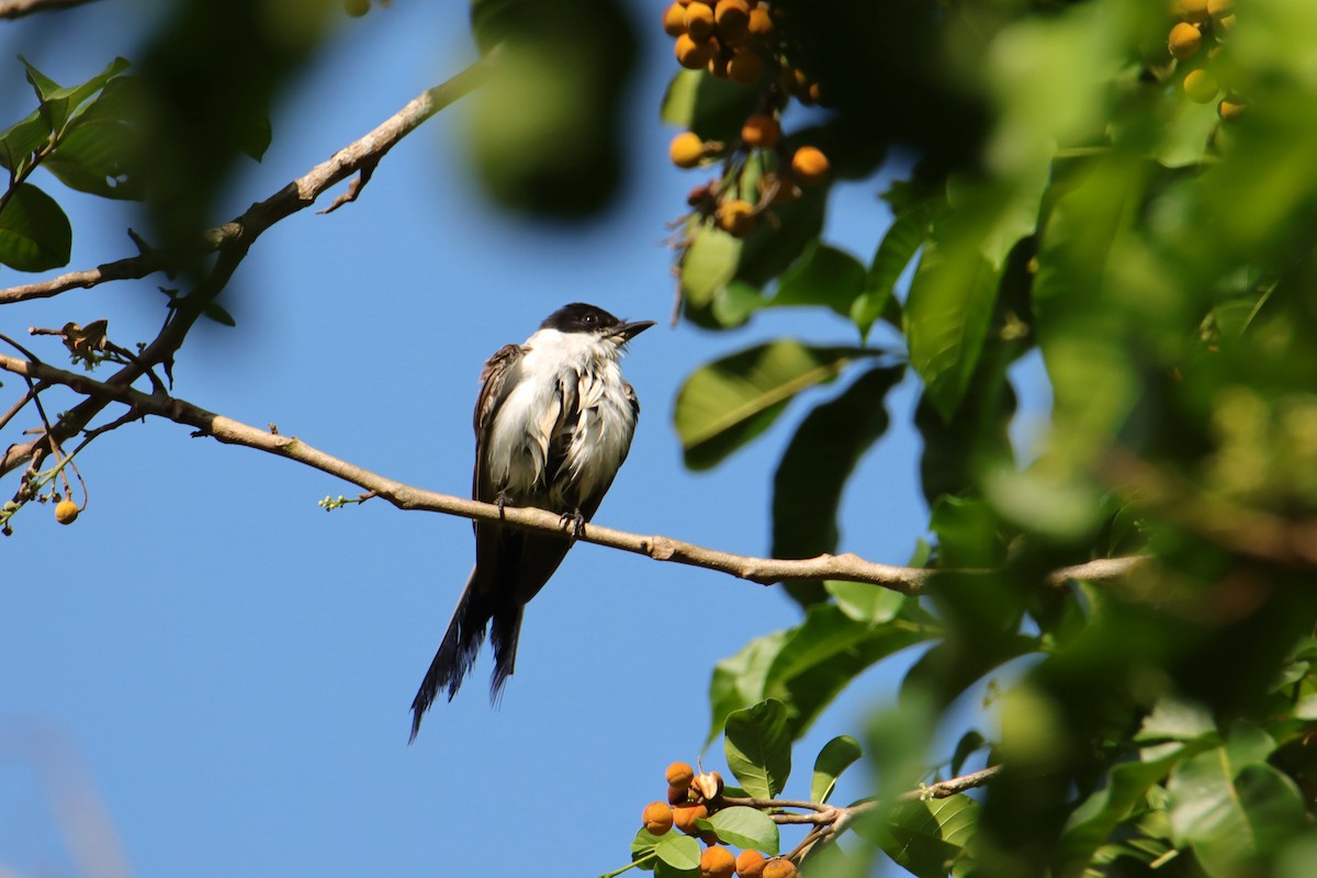 Tijereta Sabanera - ML652152084