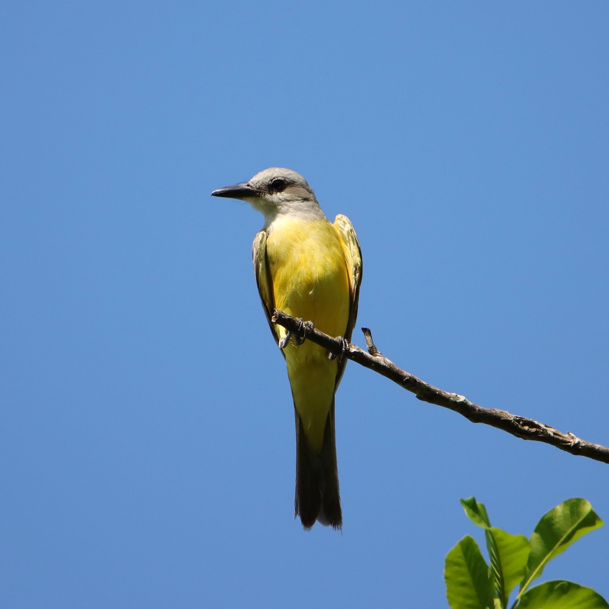 Tirano Melancólico - ML652152295