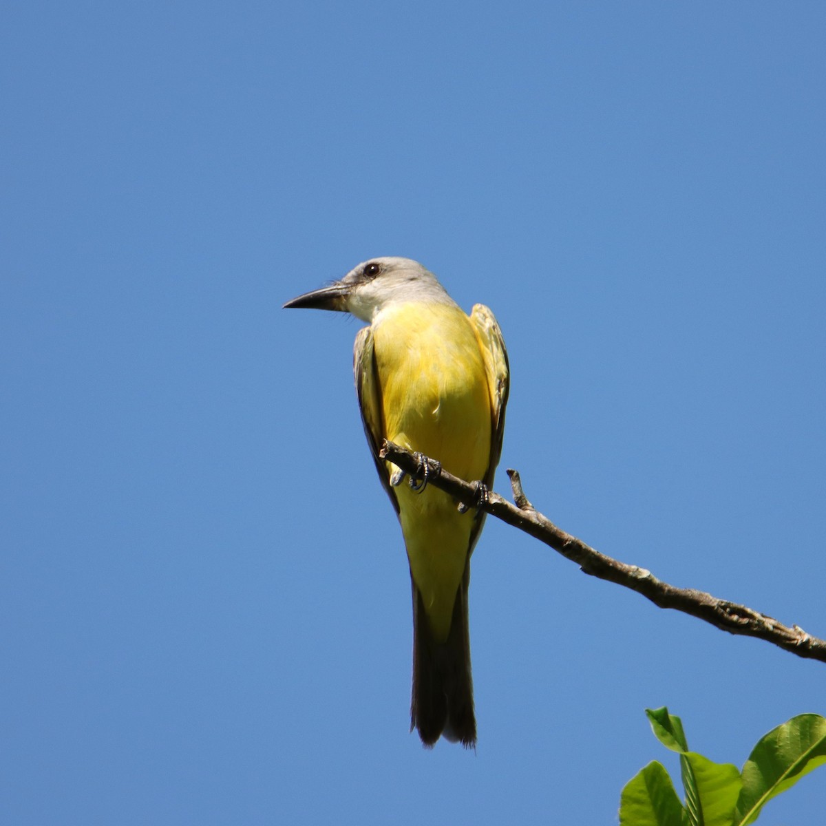 Tirano Melancólico - ML652152296