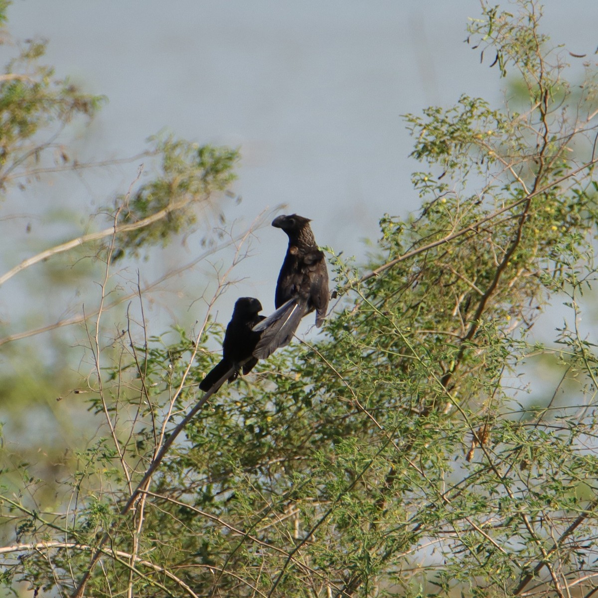 Garrapatero Aní - ML652152315