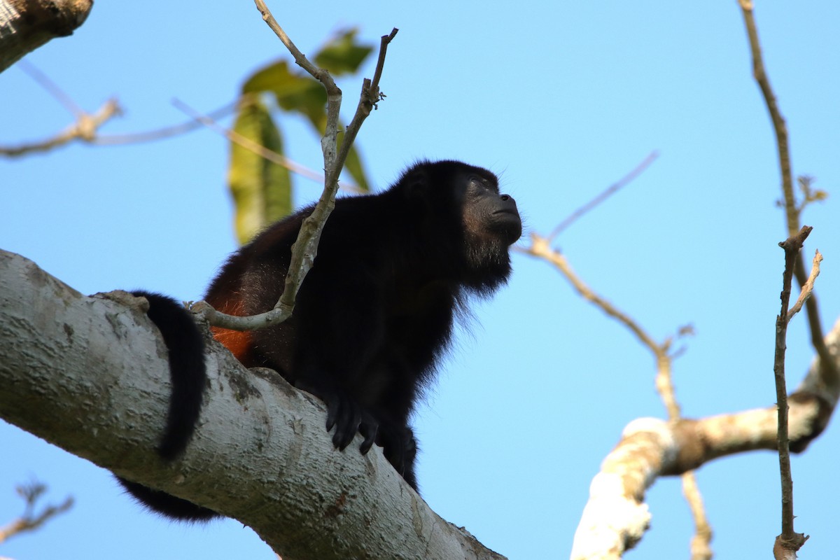 Monos aulladores o saraguatos - ML652152320