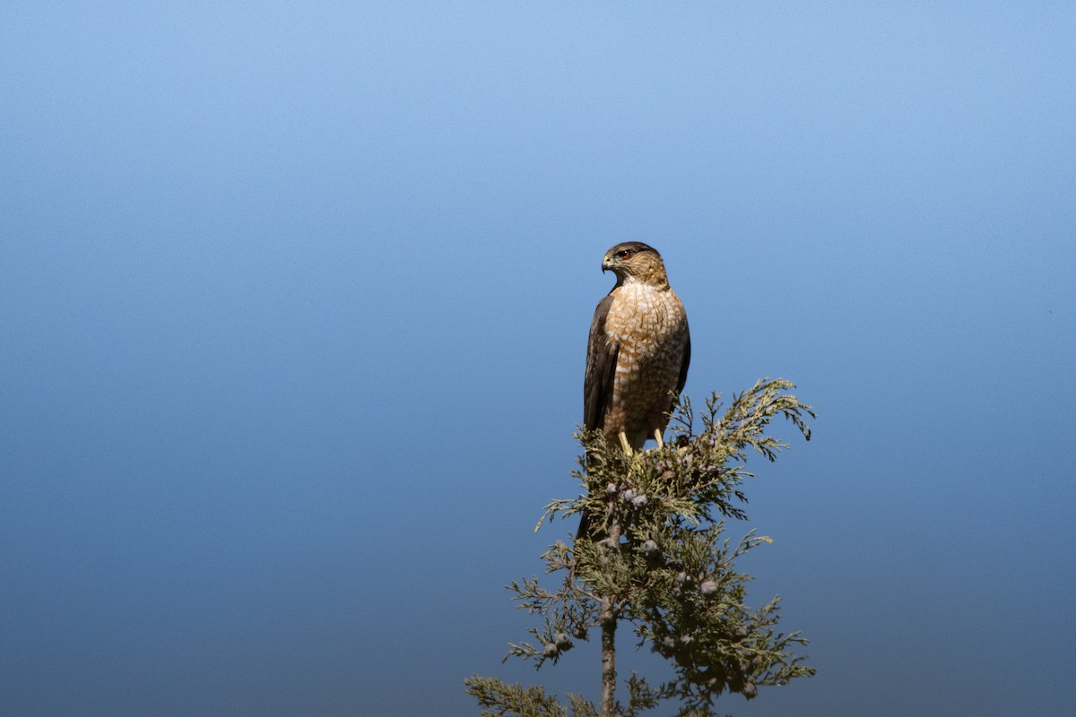 Cooper's Hawk - ML652152367