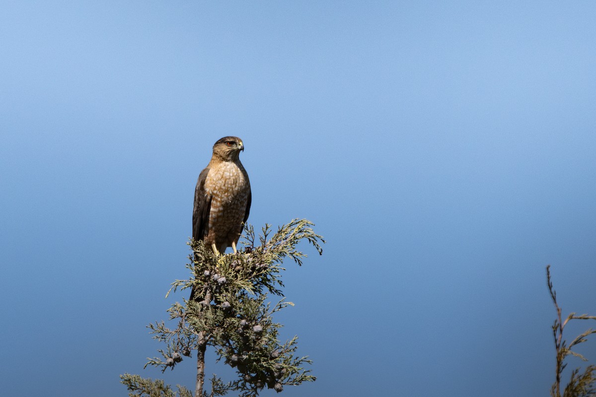 Cooper's Hawk - ML652152368