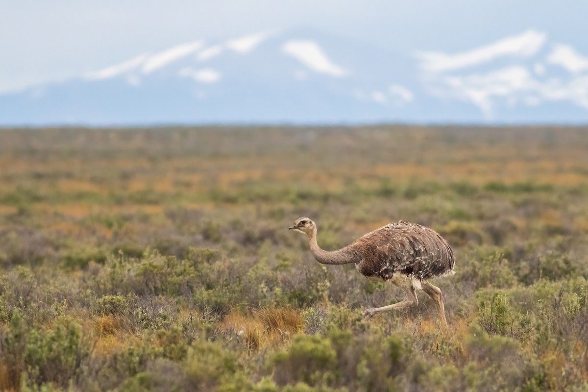 nandu menší - ML652152728