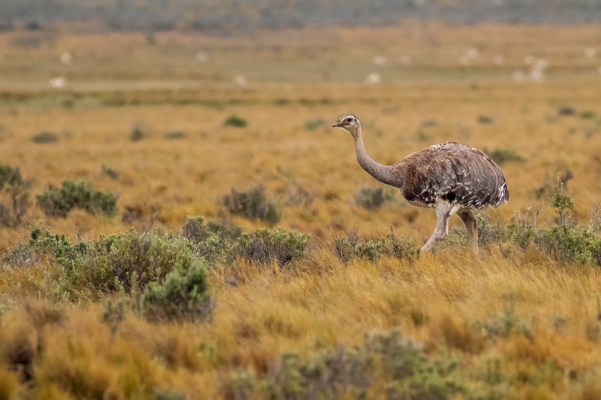 nandu menší - ML652152729