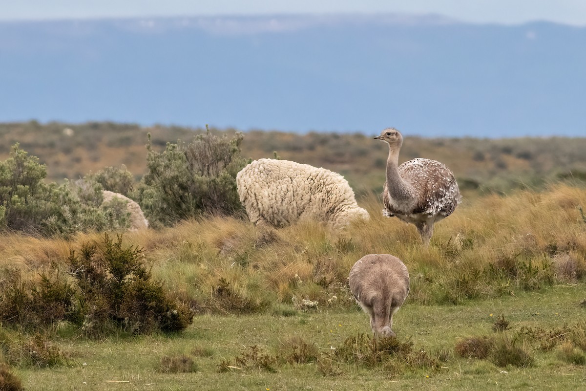 nandu menší - ML652152730