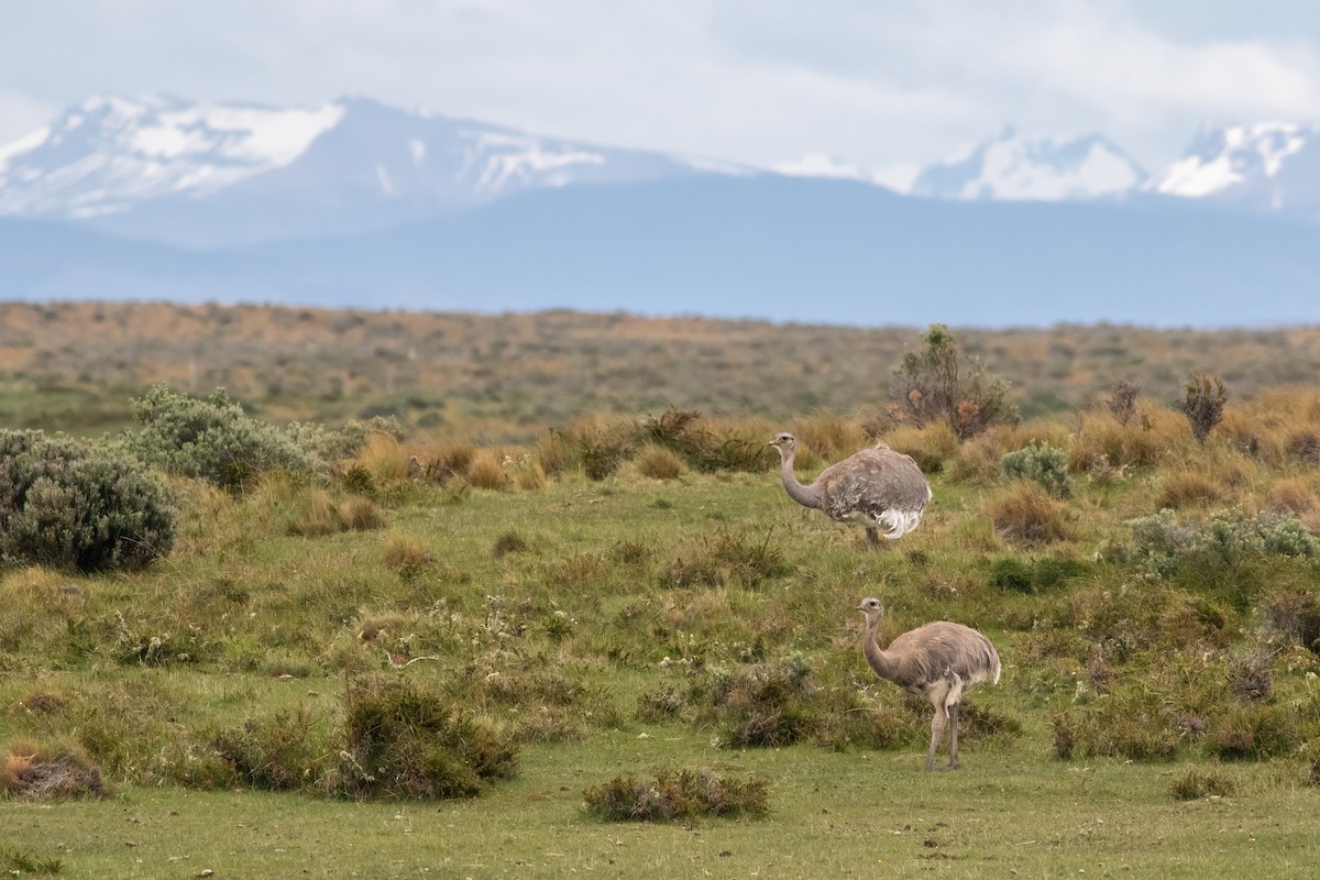 nandu menší - ML652152731