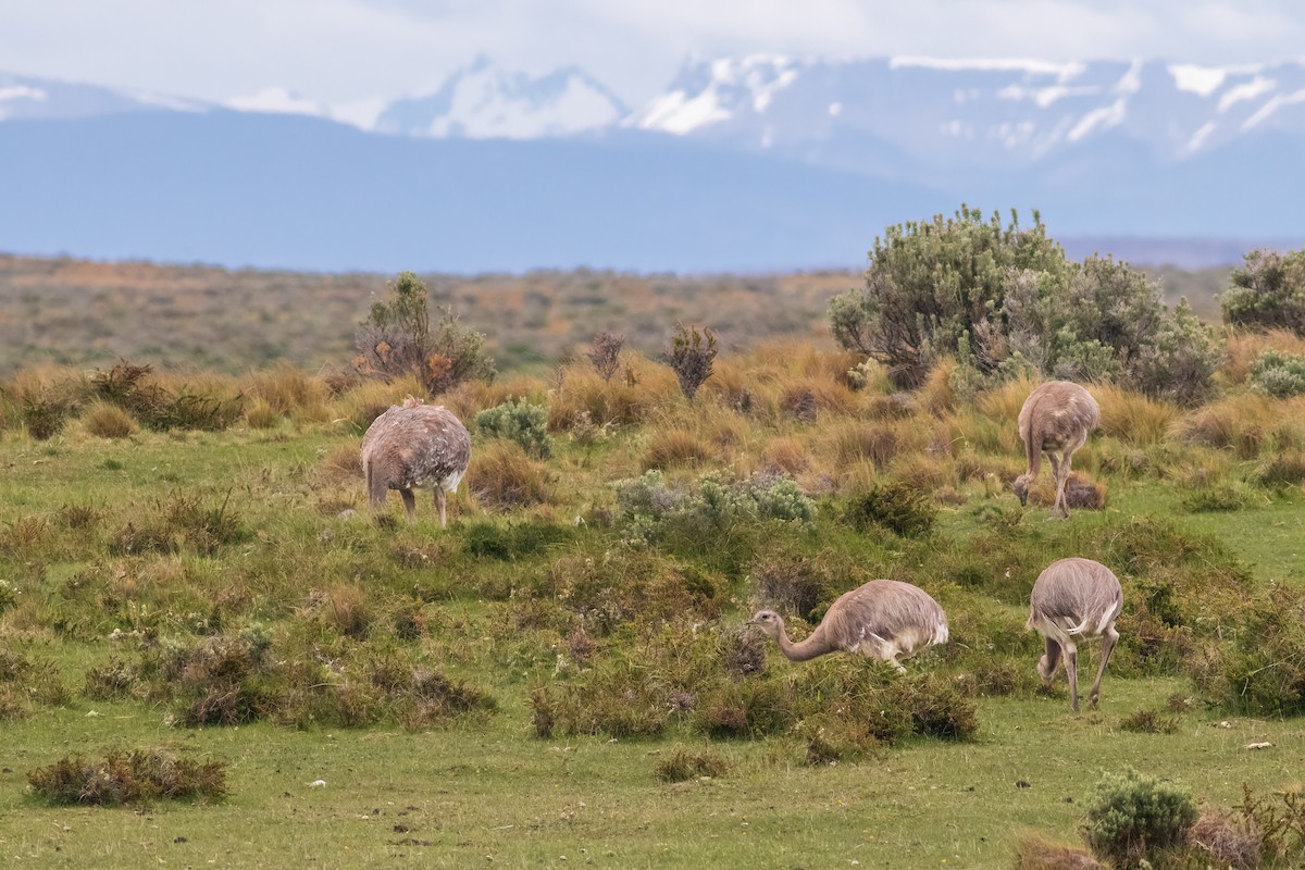 nandu menší - ML652152732