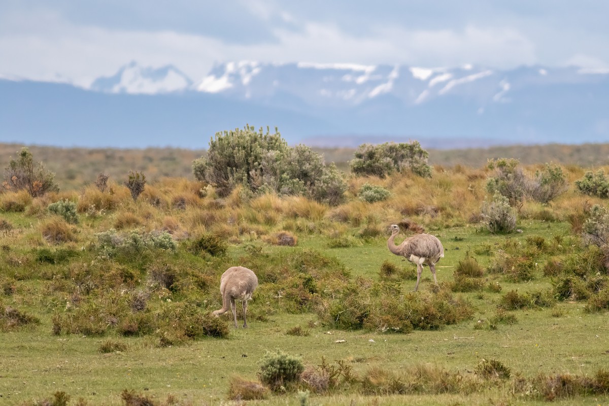 nandu menší - ML652152733