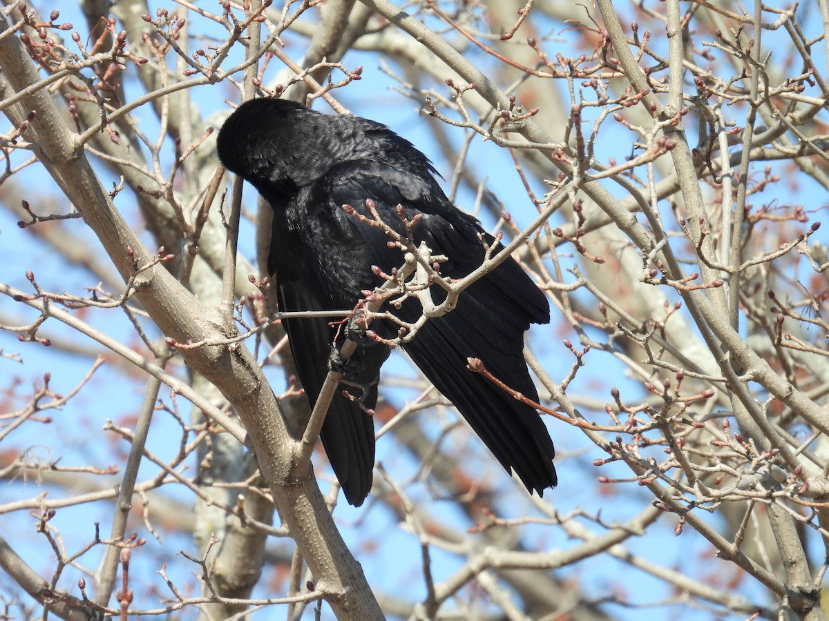 American Crow - ML652152771