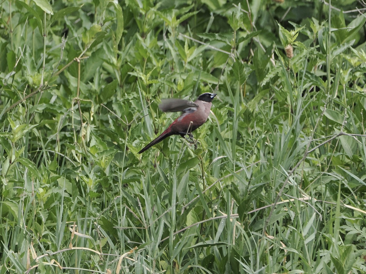 Black-faced Waxbill - ML652152819