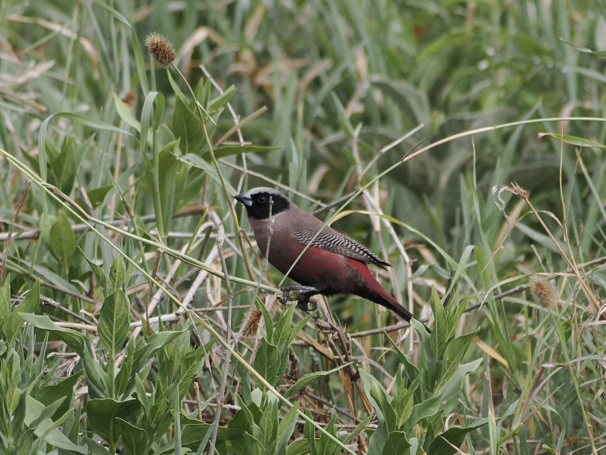 Black-faced Waxbill - ML652152820