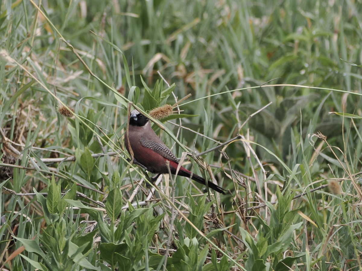 Black-faced Waxbill - ML652152821