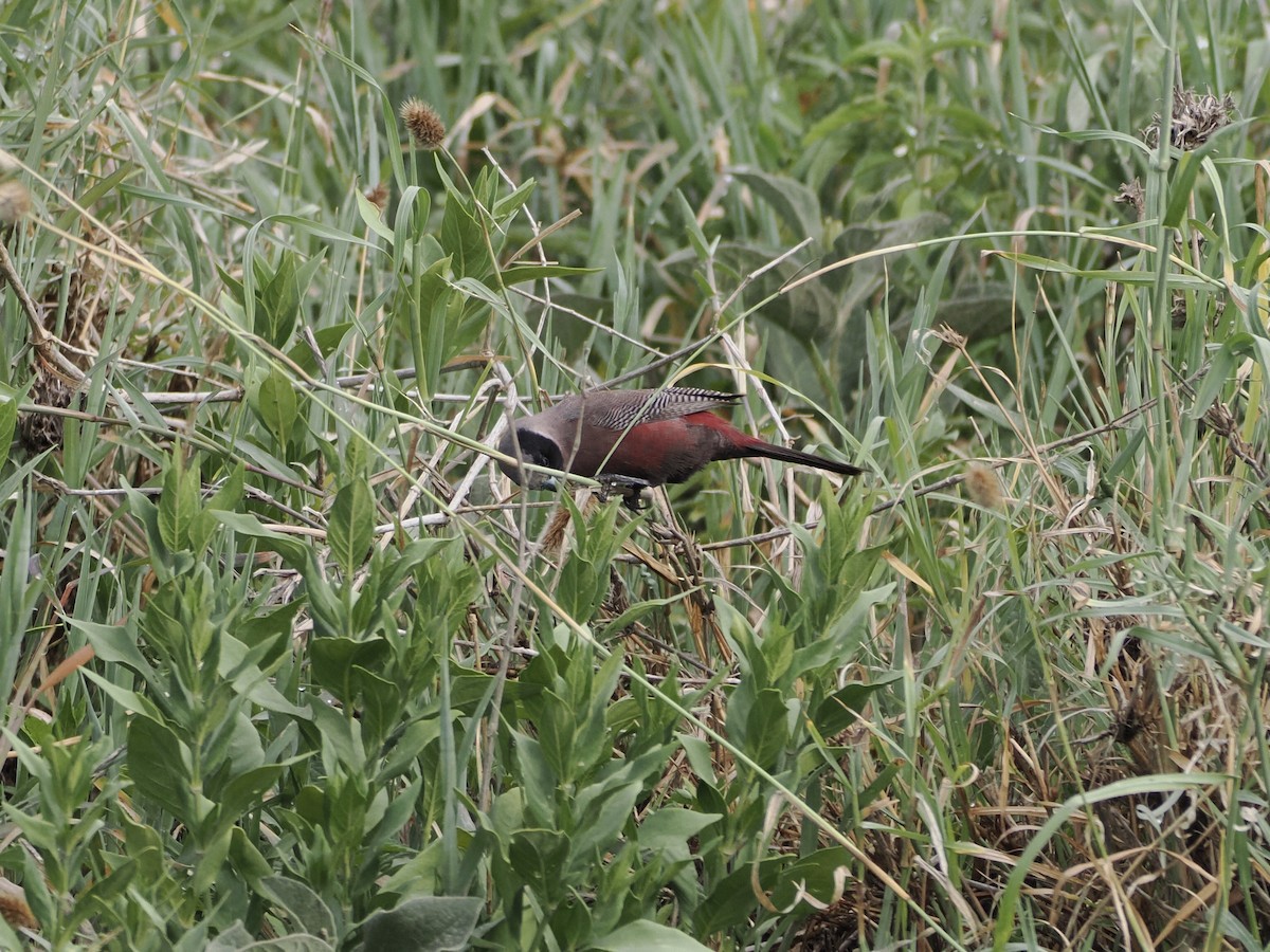 Black-faced Waxbill - ML652152822