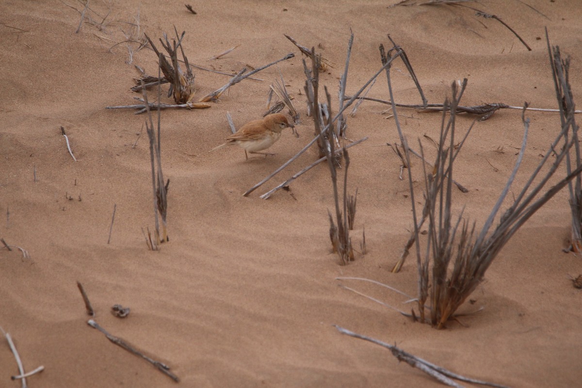 Dune Lark - ML652152864