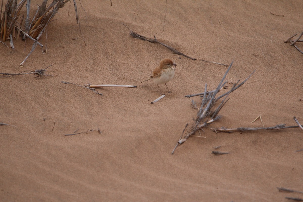 Dune Lark - ML652152871