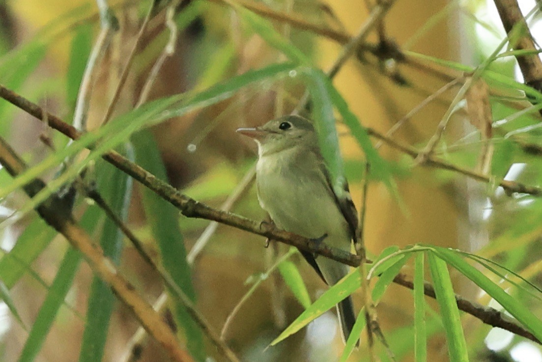 Восточный мухолов - ML652153360