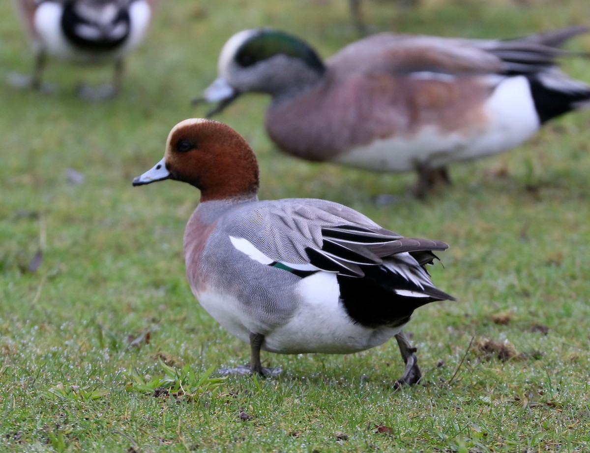 Зээрд нугас - ML652153664