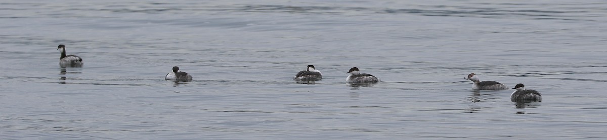 Ухаа шунгуур - ML652153672