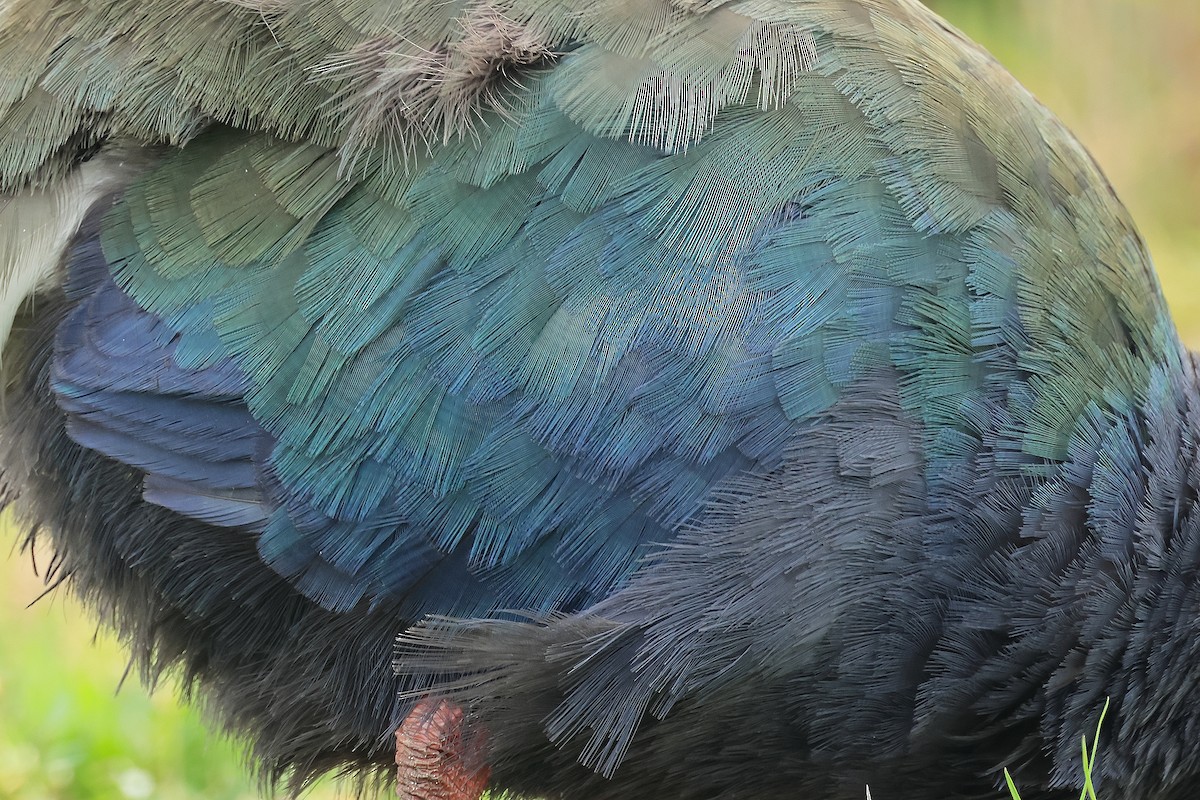 South Island Takahe - ML652153688