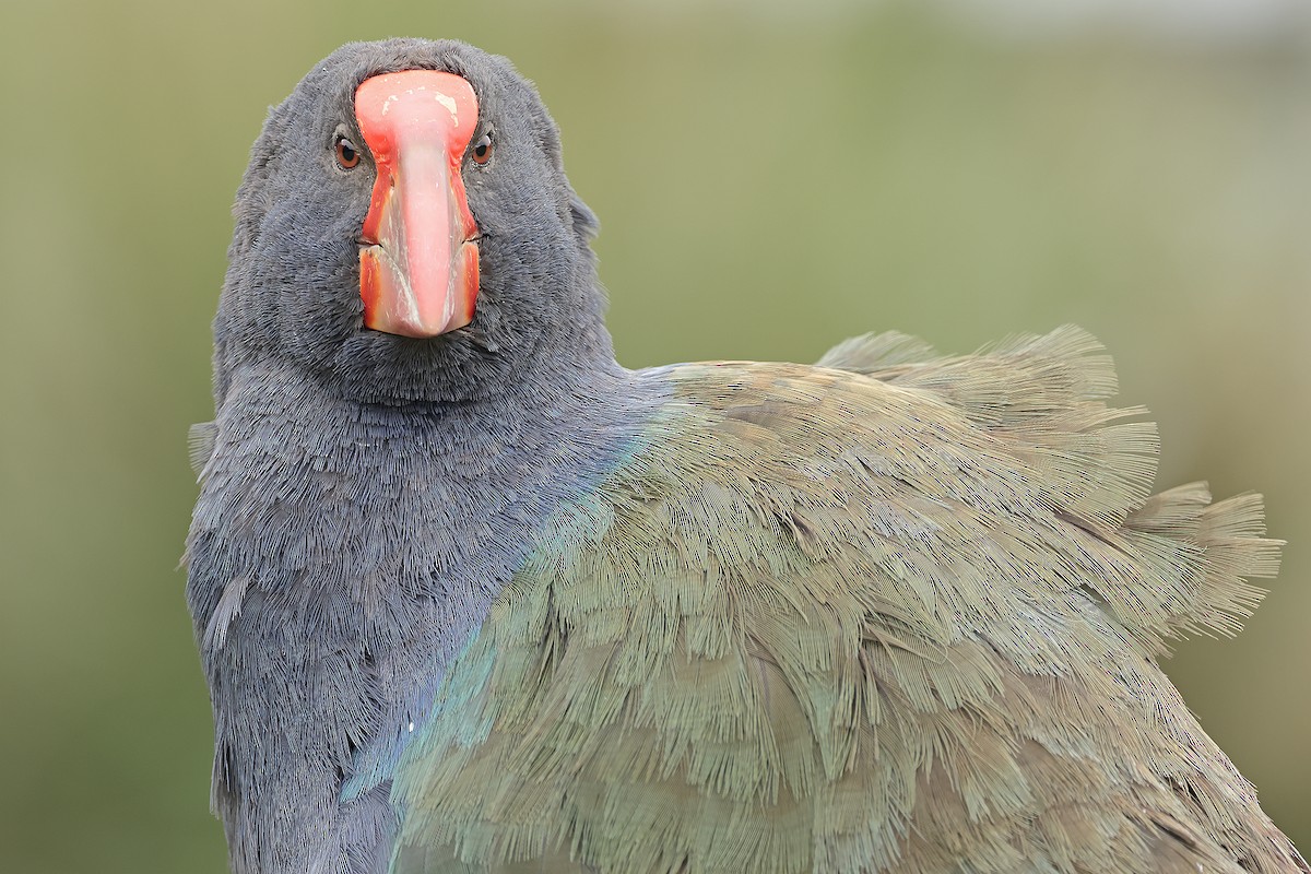South Island Takahe - ML652153693