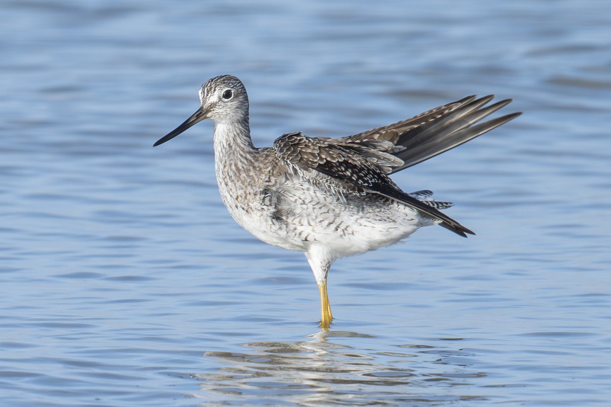 Greater Yellowlegs - ML652153796