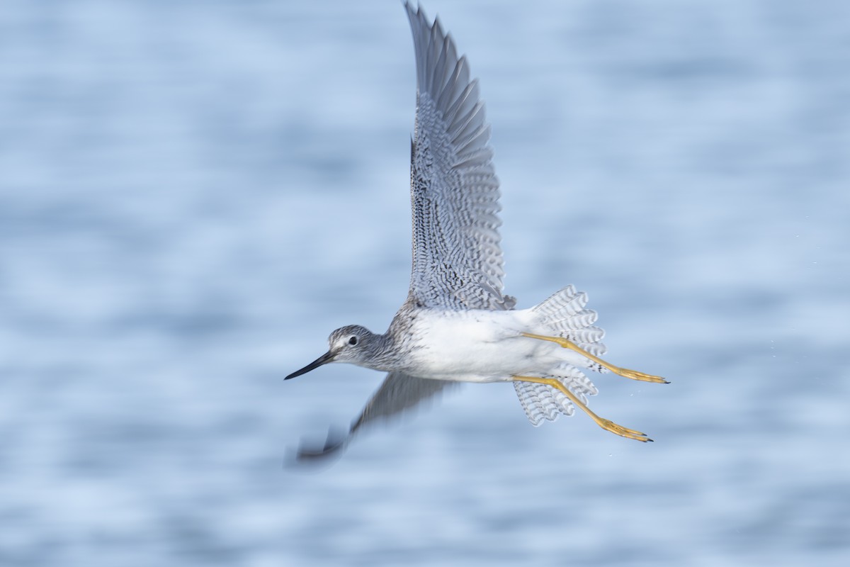 Greater Yellowlegs - ML652153797