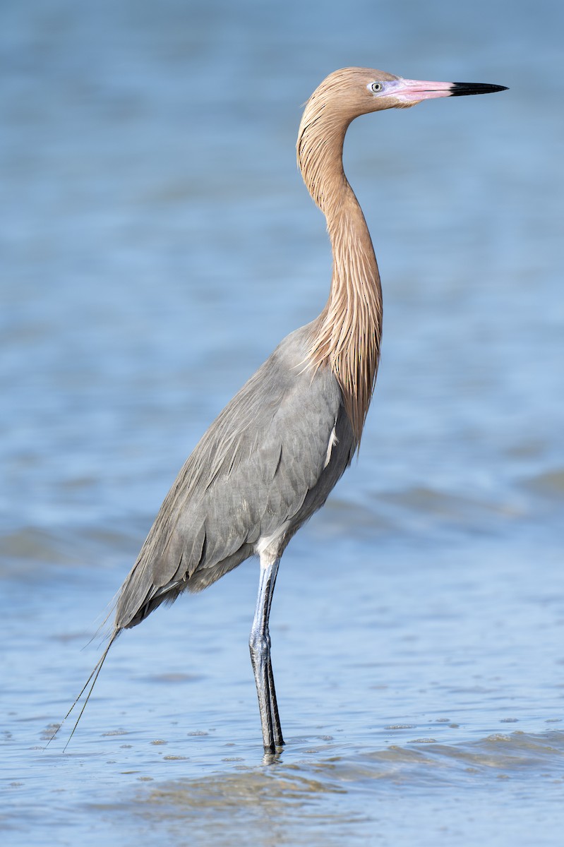 Reddish Egret - ML652153813