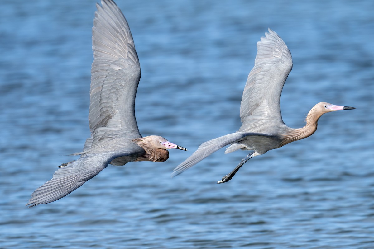 Reddish Egret - ML652153814