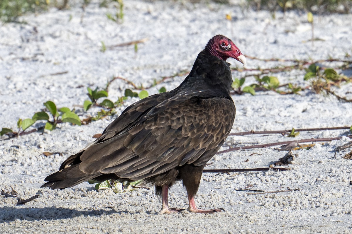 Turkey Vulture - ML652153834