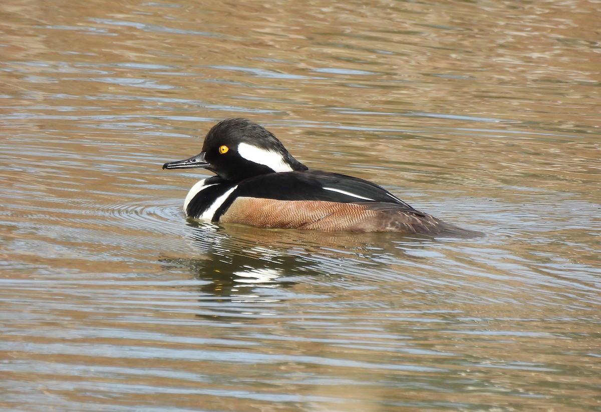 Zerra buruhandia - ML652153846