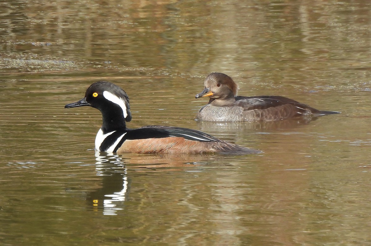 Zerra buruhandia - ML652153850