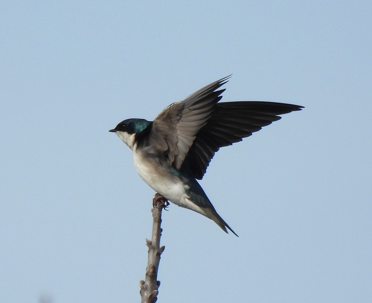 Elai kolorebikoa - ML652153858