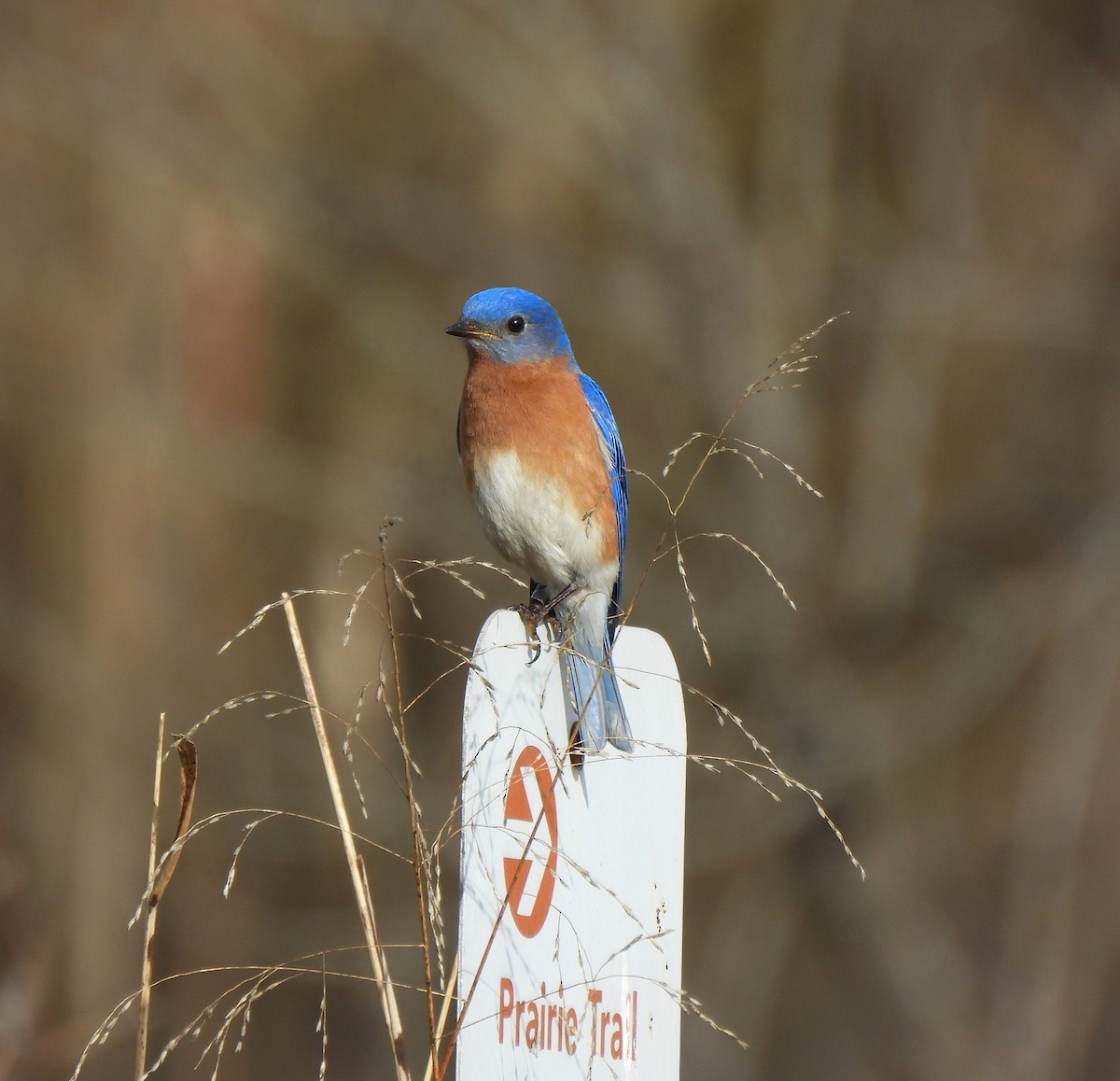 Eastern Bluebird - ML652153865