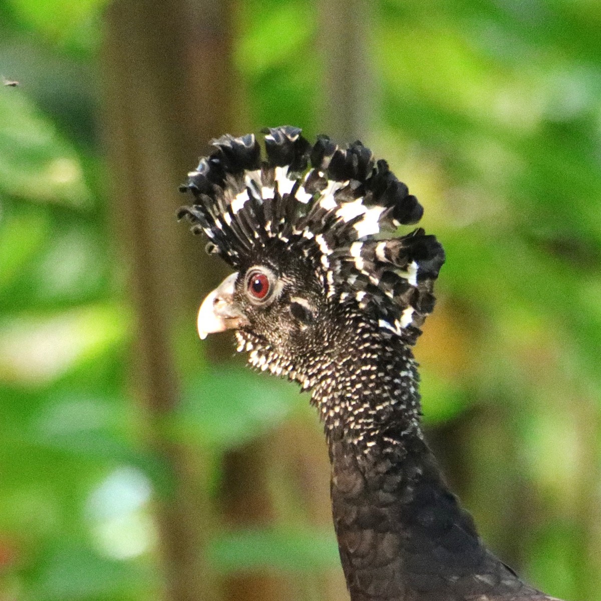 Pavón Norteño - ML652153871