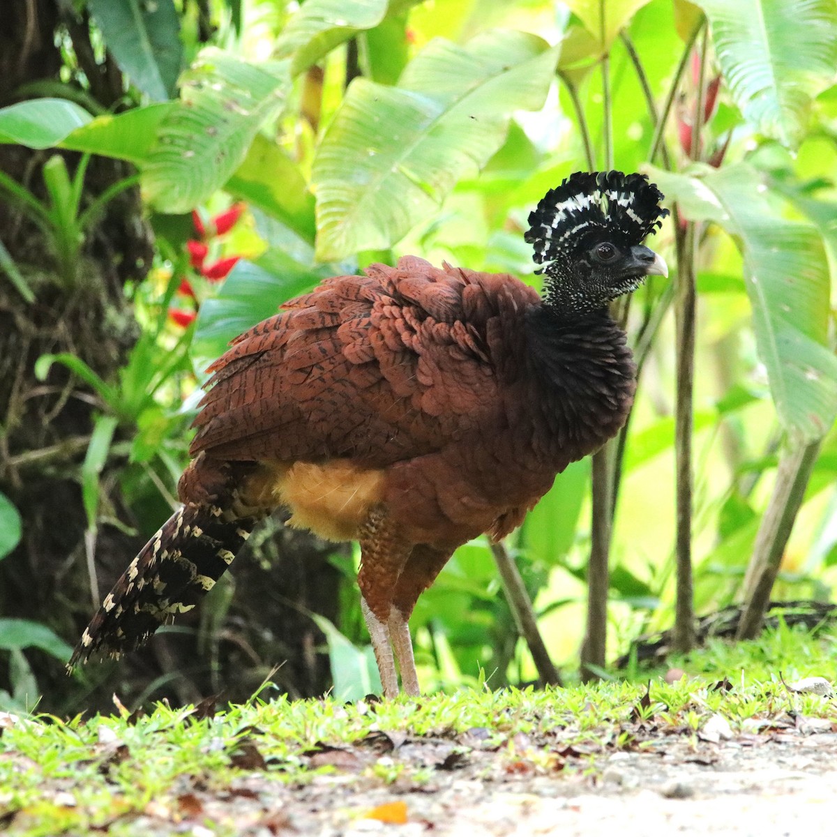 Pavón Norteño - ML652153872