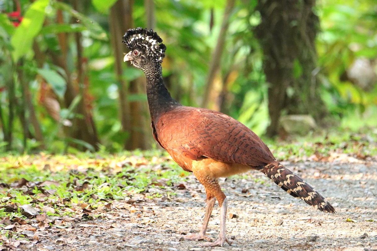 Pavón Norteño - ML652153873