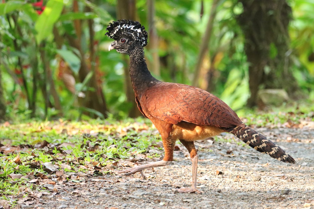 Pavón Norteño - ML652153874