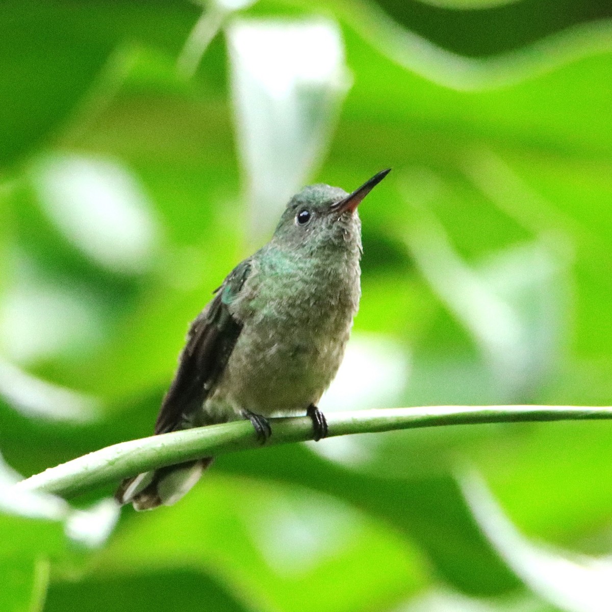 Colibrí de Cuvier - ML652153910