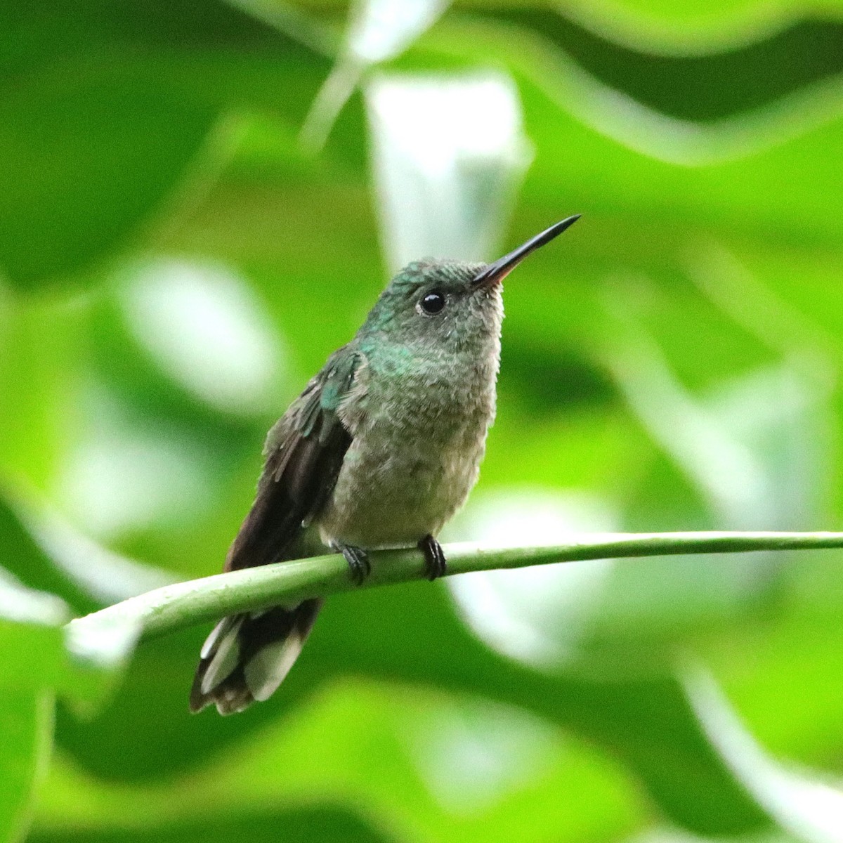 Colibrí de Cuvier - ML652153911