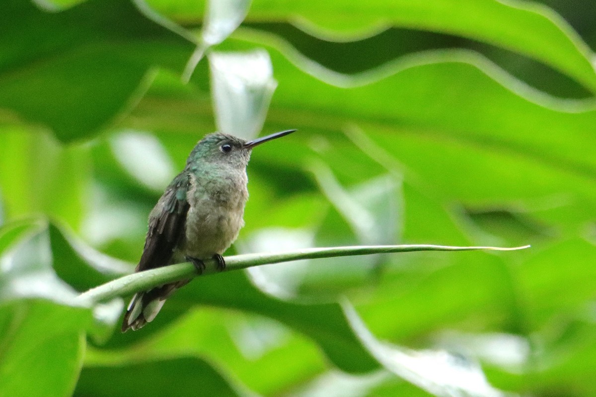 Colibrí de Cuvier - ML652153912