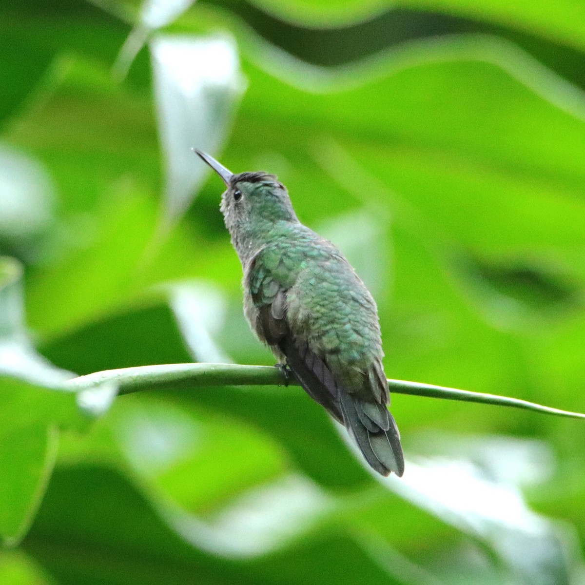 Colibrí de Cuvier - ML652153913