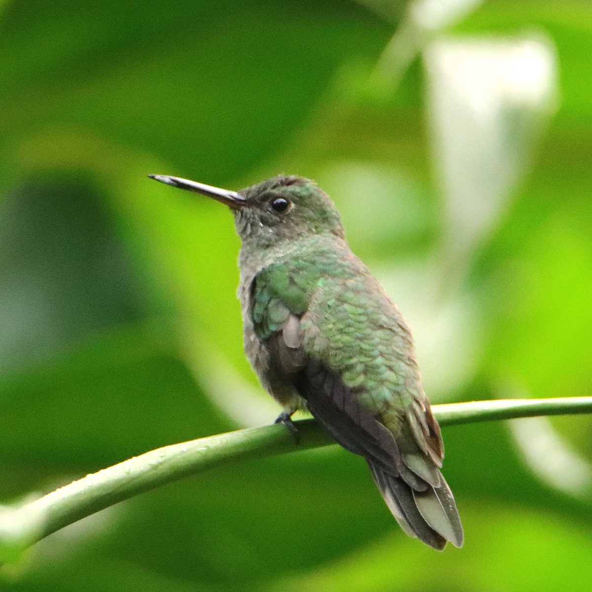 Colibrí de Cuvier - ML652153914
