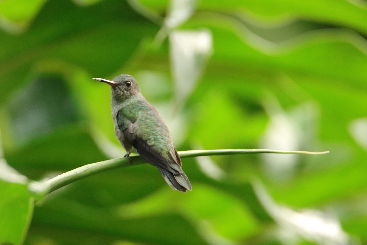 Colibrí de Cuvier - ML652153915