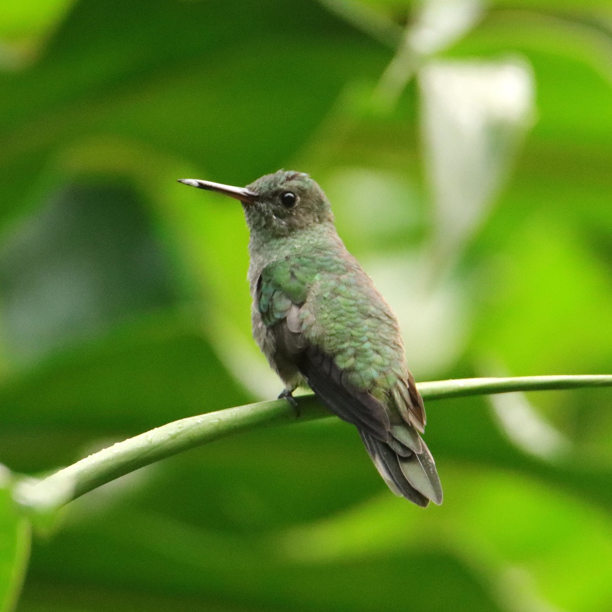 Colibrí de Cuvier - ML652153917